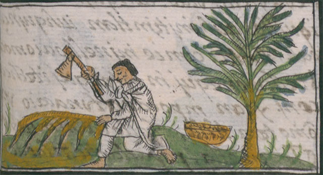 Harvesting of coatli